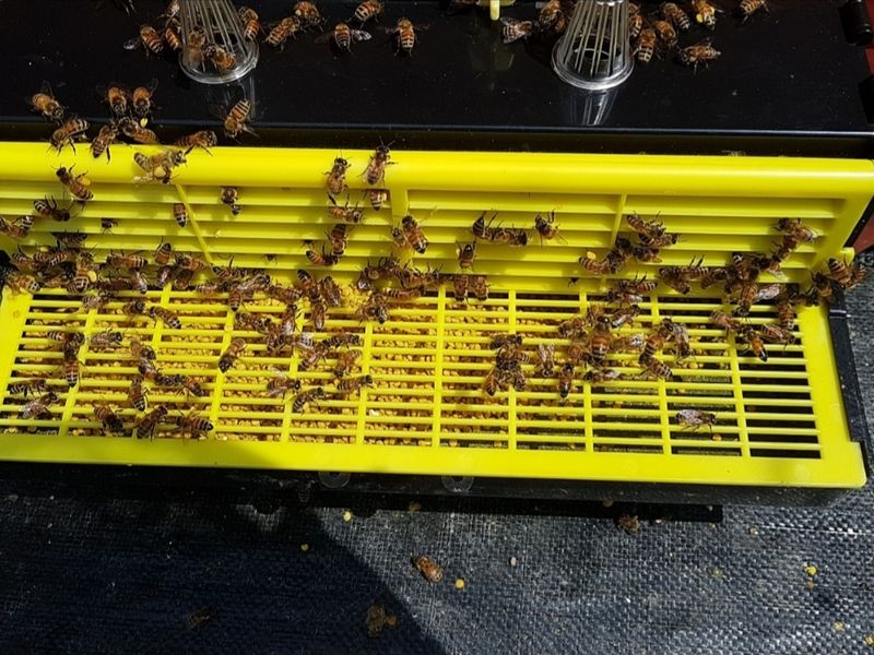 장터 상품 [햇벌화분,햇벌꿀,햇로얄제리,프로폴리스] 썸네일