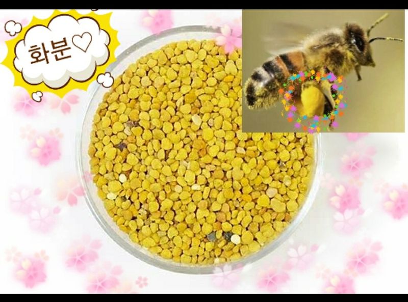 벌꿀농장♡권은주님의 장터 판매 상품 [햇벌화분,햇벌꿀,햇로얄제리,프로폴리스] 첨부 사진