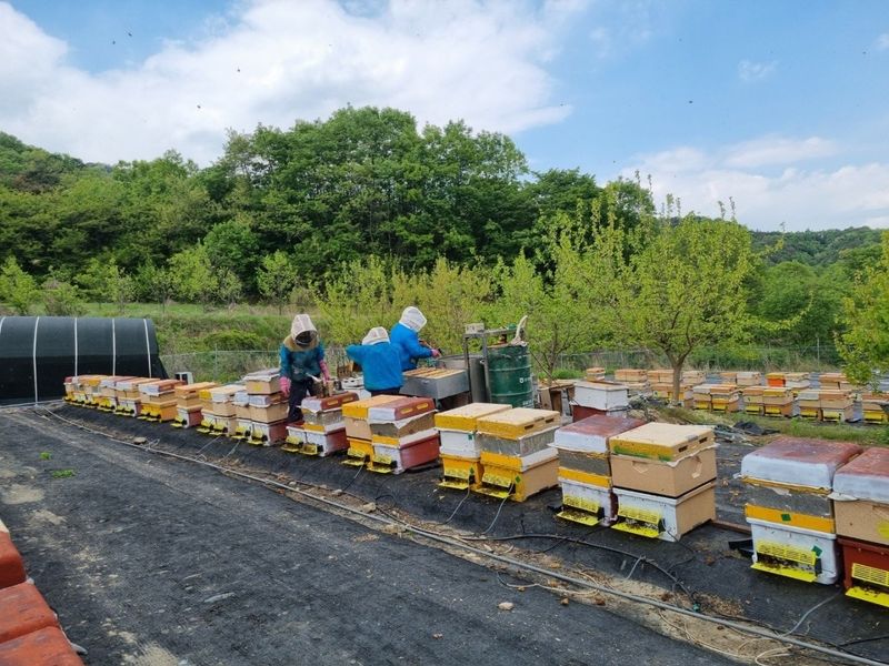 벌꿀농장♡권은주님의 장터 판매 상품 [햇벌화분,햇벌꿀,햇로얄제리,프로폴리스] 첨부 사진