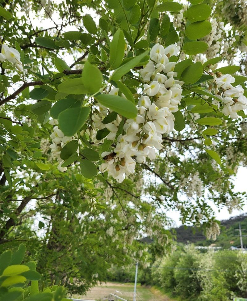 벌꿀농장♡권은주님의 장터 판매 상품 [햇벌화분,햇벌꿀,햇로얄제리,프로폴리스] 첨부 사진