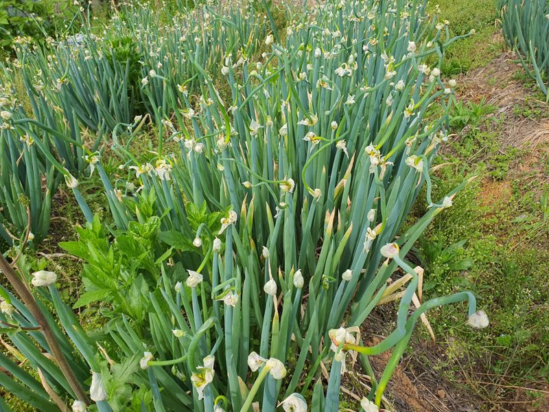 장터 상품 [삼동대파 모종 (주아) 10개에만원.입니다 ] 썸네일