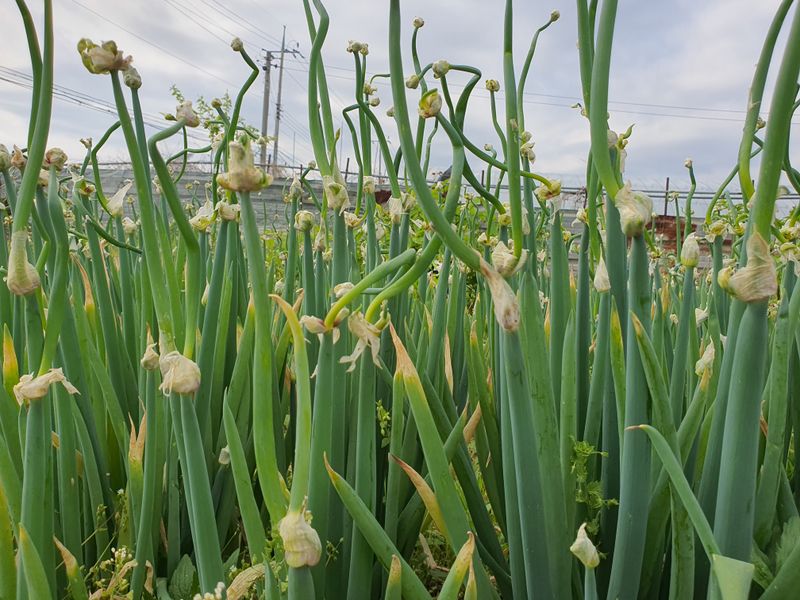 신선고을농원님의 장터 판매 상품 [삼동대파 모종 (주아) 10개에만원.입니다 ] 첨부 사진
