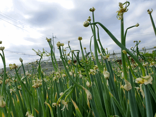 신선고을농원님의 작성글 사진