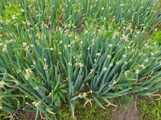 신선고을농원님의 작성글 사진