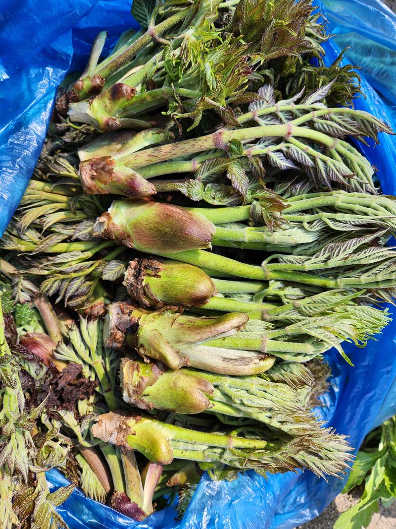 장터 상품 [자연산 산두룹 1키로] 썸네일