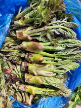 팜모닝 · 게시글 이미지