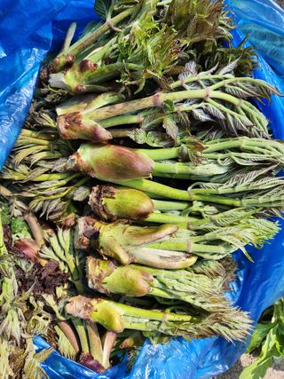 귀산촌님의 작성글 사진