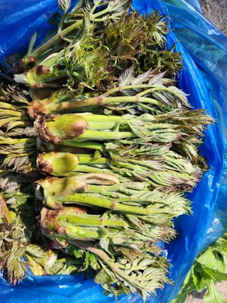 귀산촌님의 작성글 사진