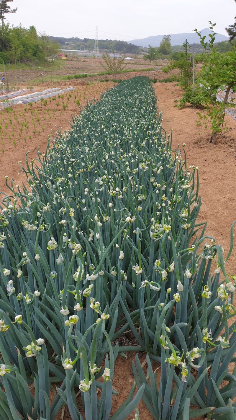 장터 상품 [토종대파(삼동파 주아) 100주] 썸네일