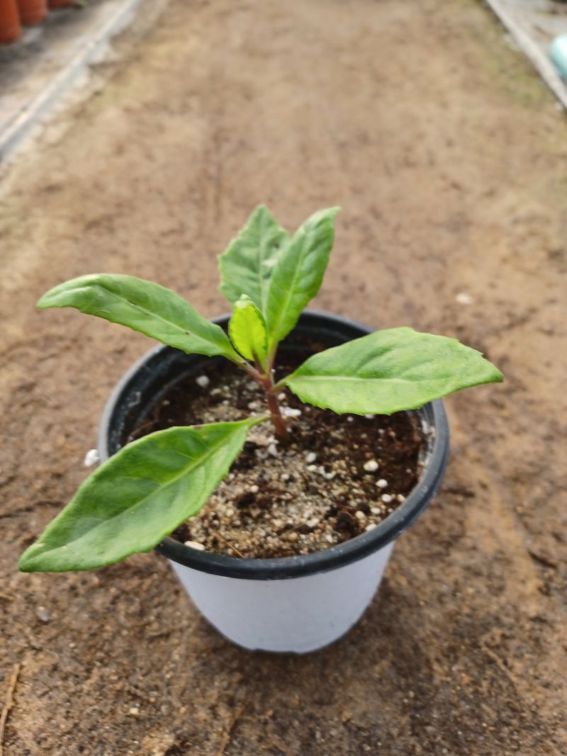 장터 상품 [야생화 명월초 ] 썸네일