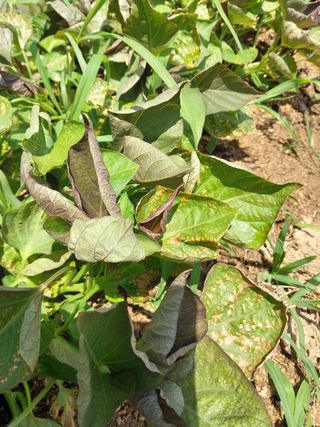 황공이오님의 고구마 · 병해충상담 작성글 사진