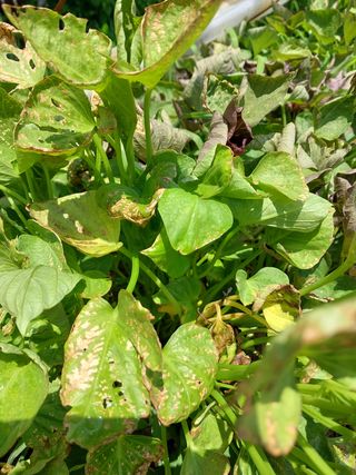 황공이오님의 고구마 · 병해충상담 작성글 사진