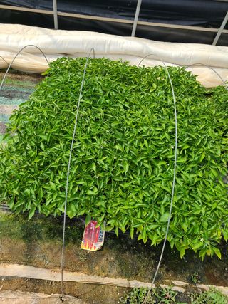 고추농사 25414님의 작성글 사진