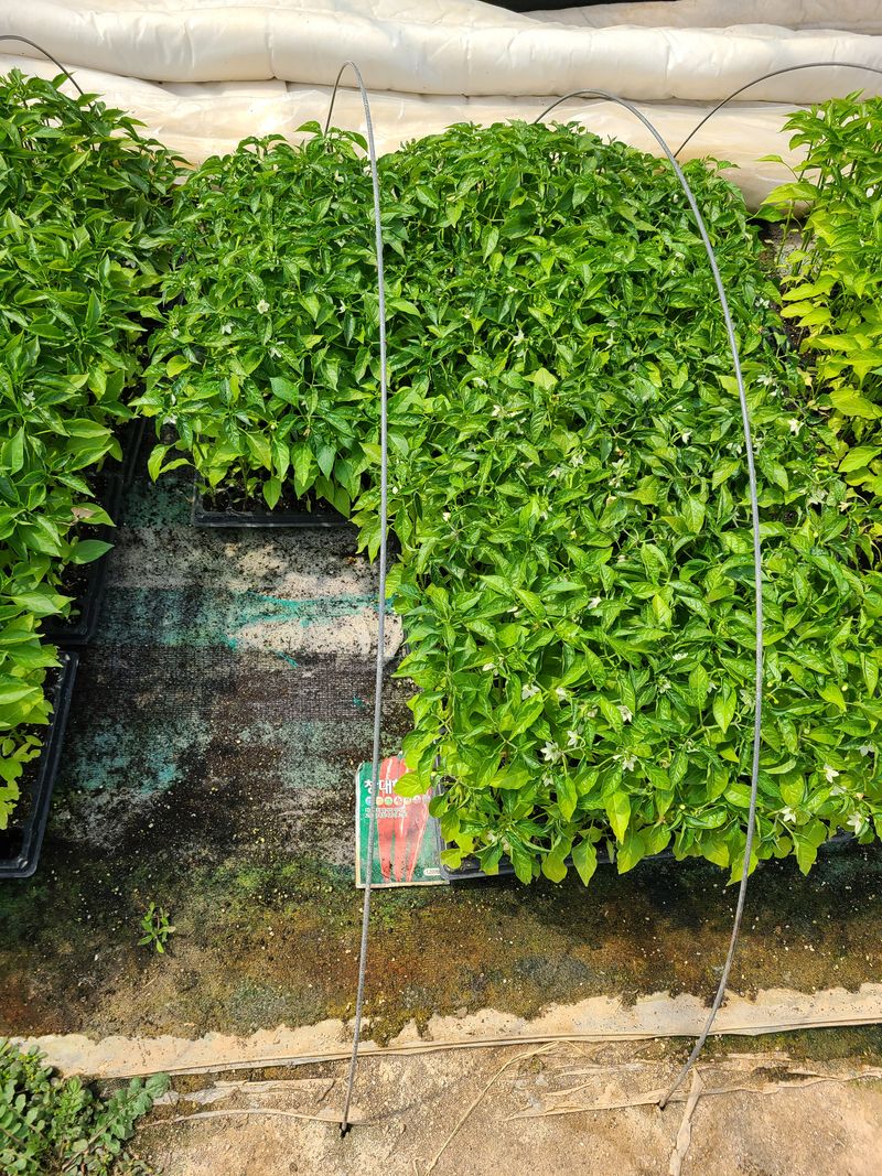 고추농사 25414님의 장터 판매 상품 [고추모종] 첨부 사진