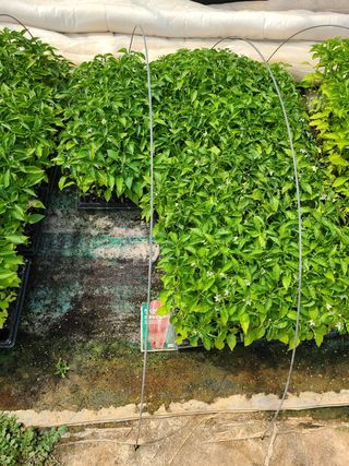 고추농사 25414님의 작성글 사진