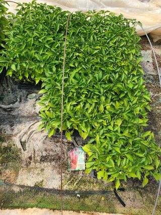 고추농사 25414님의 작성글 사진