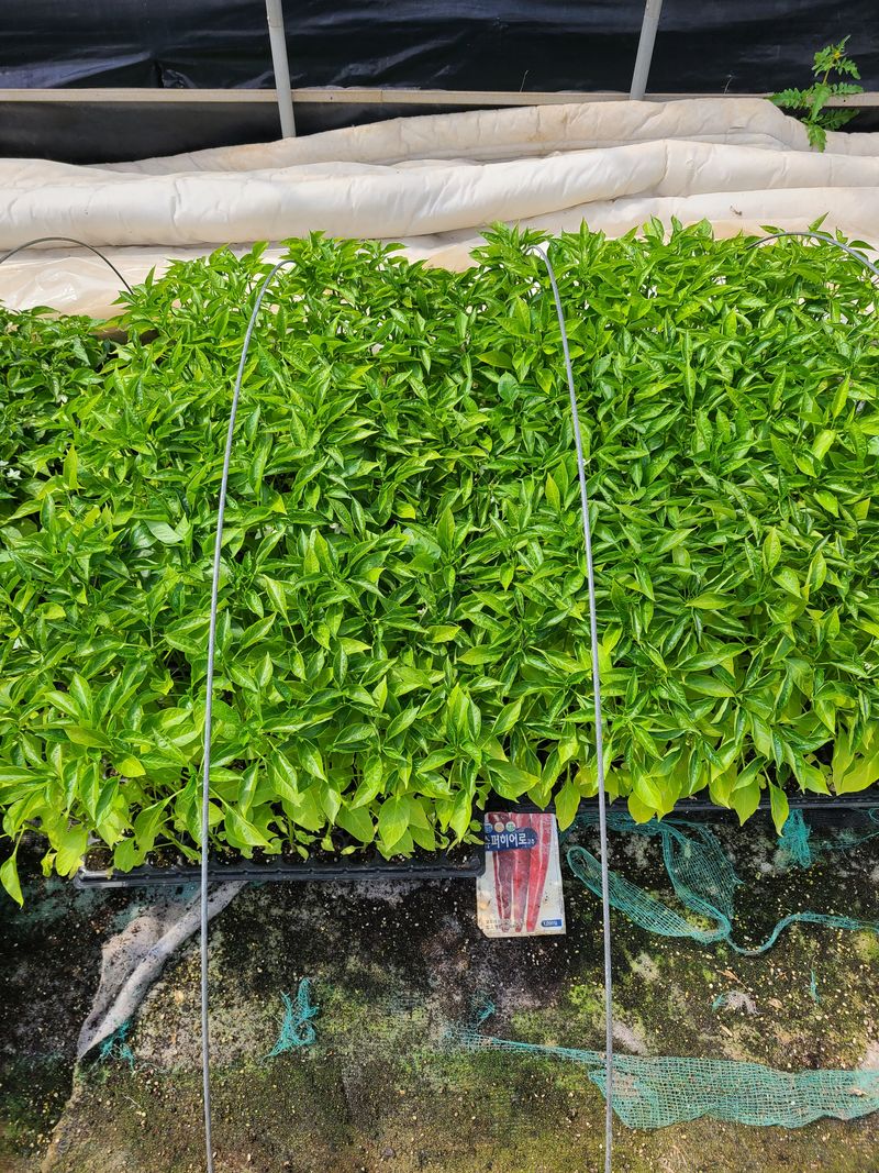 고추농사 25414님의 장터 판매 상품 [고추모종] 첨부 사진
