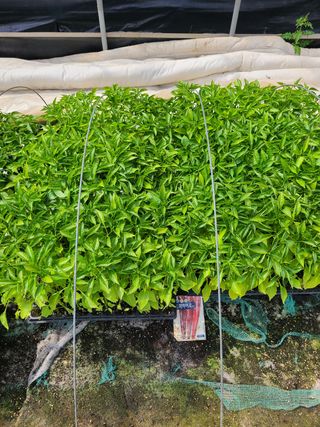 고추농사 25414님의 작성글 사진