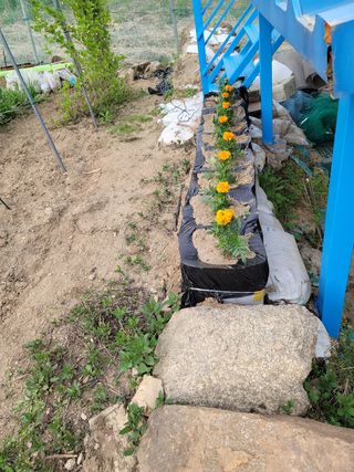 소율이네농장님의 고추 · 일상 작성글 사진