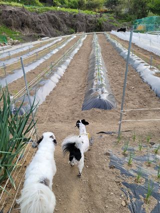 소율이네농장님의 고추 · 일상 작성글 사진