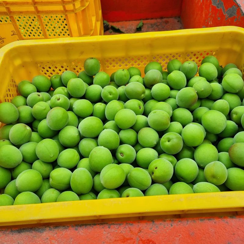 대봉매실 인생이막님의 장터 판매 상품 [광양명품매실10kg ] 첨부 사진