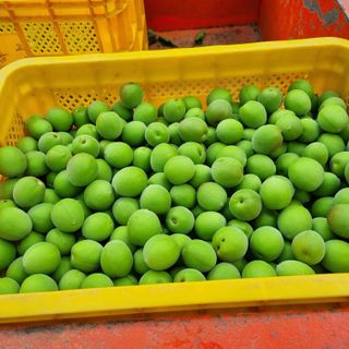 대봉매실 인생이막님의 작성글 사진