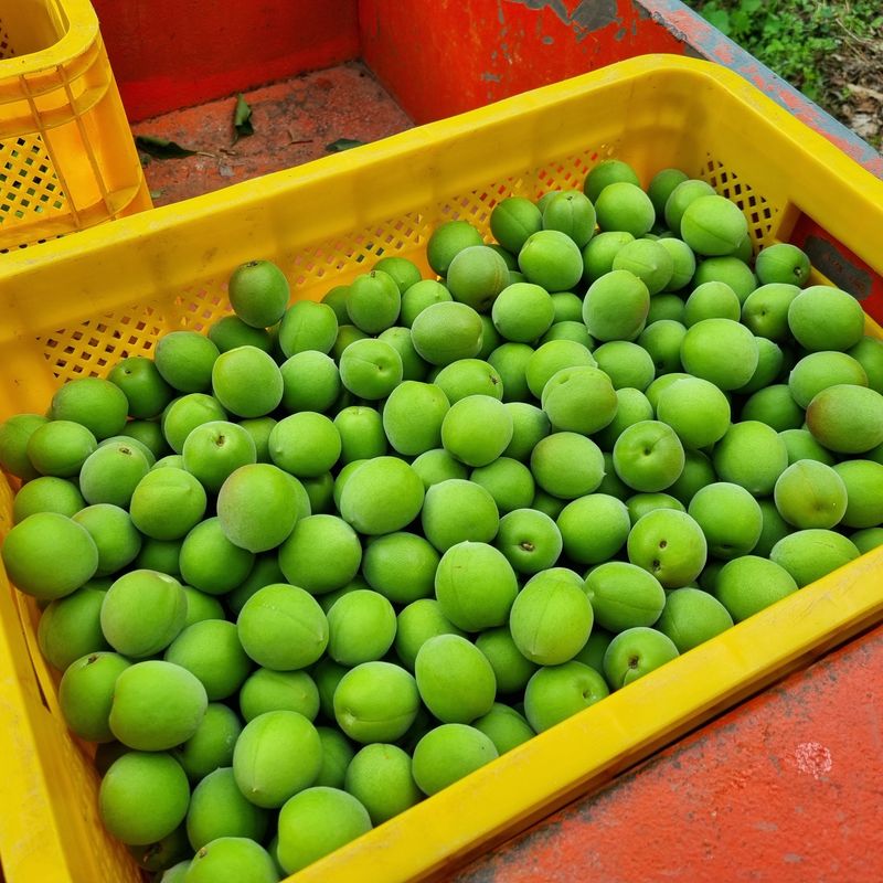 대봉매실 인생이막님의 장터 판매 상품 [광양명품매실10kg ] 첨부 사진