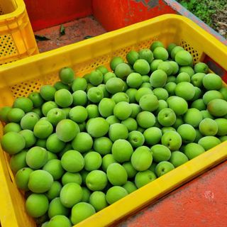 대봉매실 인생이막님의 작성글 사진