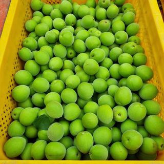 대봉매실 인생이막님의 작성글 사진