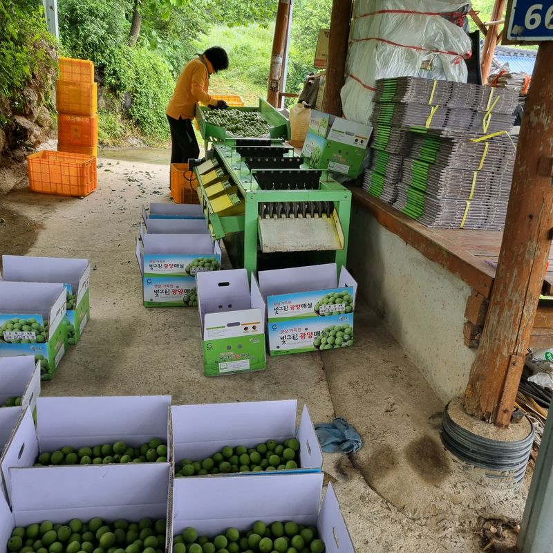 대봉매실 인생이막님의 장터 판매 상품 [광양명품매실10kg ] 첨부 사진