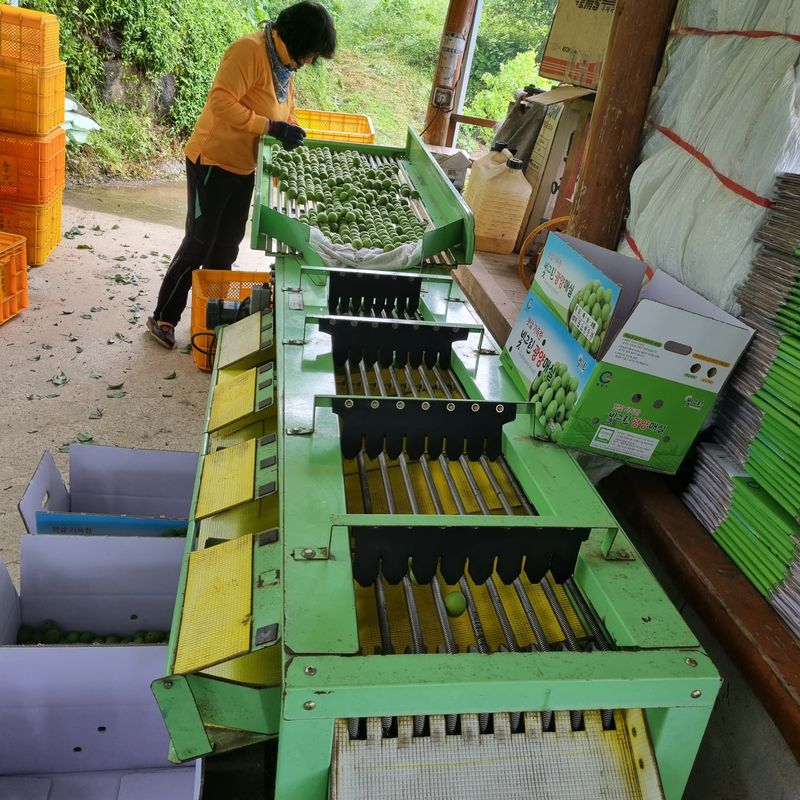 대봉매실 인생이막님의 장터 판매 상품 [광양명품매실10kg ] 첨부 사진