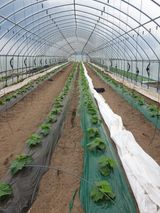 팜모닝 오이·자유게시판 게시글 이미지