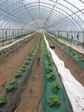 김원택님의 오이 · 자유게시판 작성글 사진