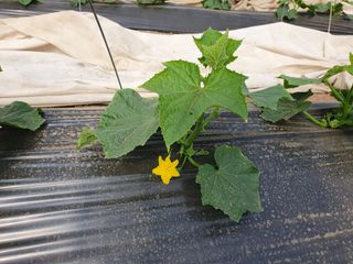 김원택님의 오이 · 자유게시판 작성글 사진