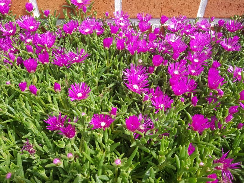 장터 상품 [송엽국] 썸네일