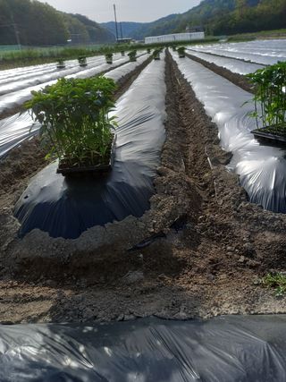 마정숙님의 고추 · 파종•정식 작성글 사진