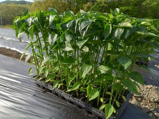 마정숙님의 고추 · 파종•정식 작성글 사진