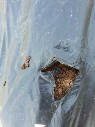 김영복님의 참깨 · 자유게시판 작성글 사진