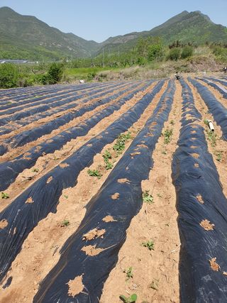 김영복님의 참깨 · 자유게시판 작성글 사진