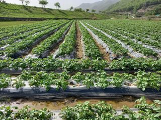 권대도님의 감자 · 자유게시판 작성글 사진