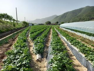 권대도님의 감자 · 자유게시판 작성글 사진