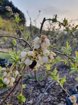 팜모닝 블루베리·자유게시판 게시글 이미지