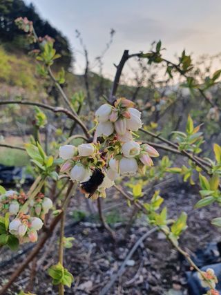 김기자(흰구름농원)님의 블루베리 · 자유게시판 작성글 사진