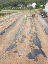 팜모닝 배추·일상 게시글 이미지