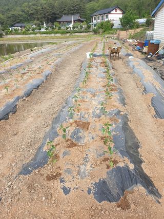김애자 님의 배추 · 일상 작성글 사진