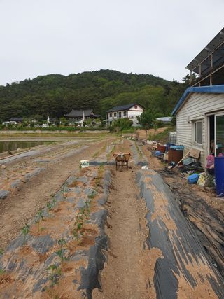 김애자 님의 배추 · 일상 작성글 사진