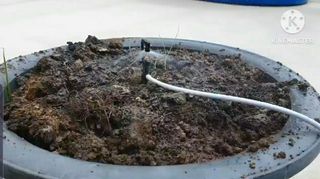 포깅농자재님의 블루베리 · 자유게시판 작성글 사진