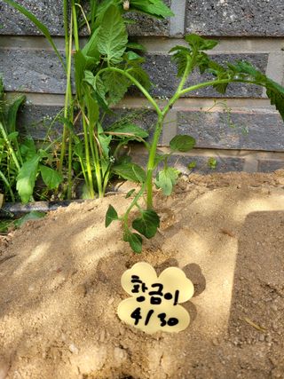 정호영님의 토마토 · 일상 작성글 사진