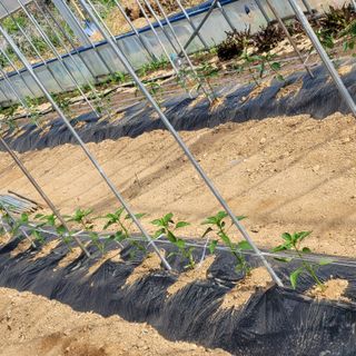 건달 농장(최승혁)님의 고추 · 일상 작성글 사진