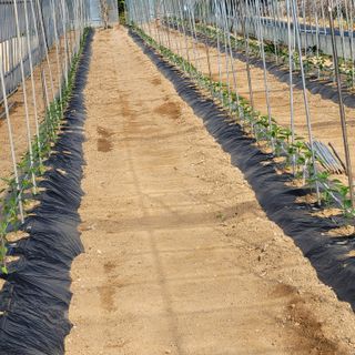 건달 농장(최승혁)님의 고추 · 일상 작성글 사진